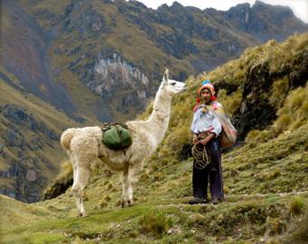 Llamas and humans in the Andes mountains