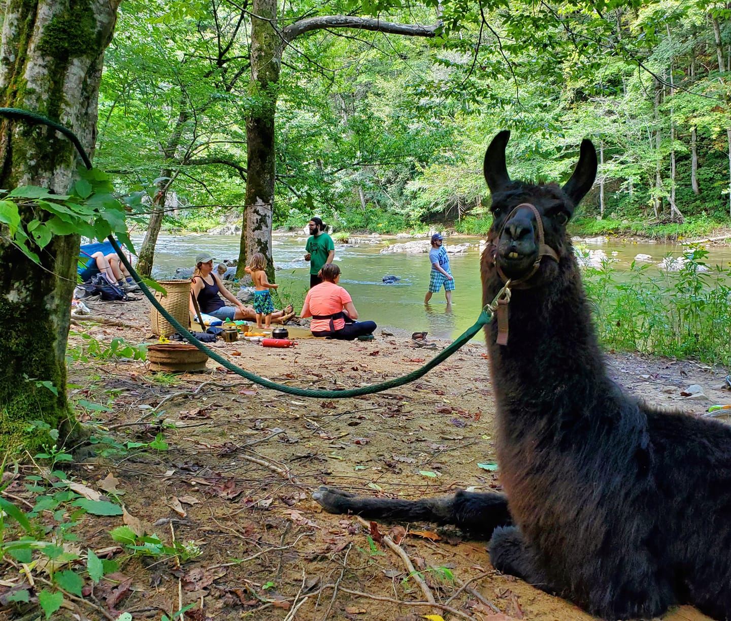 Group educational session with llamas outdoors