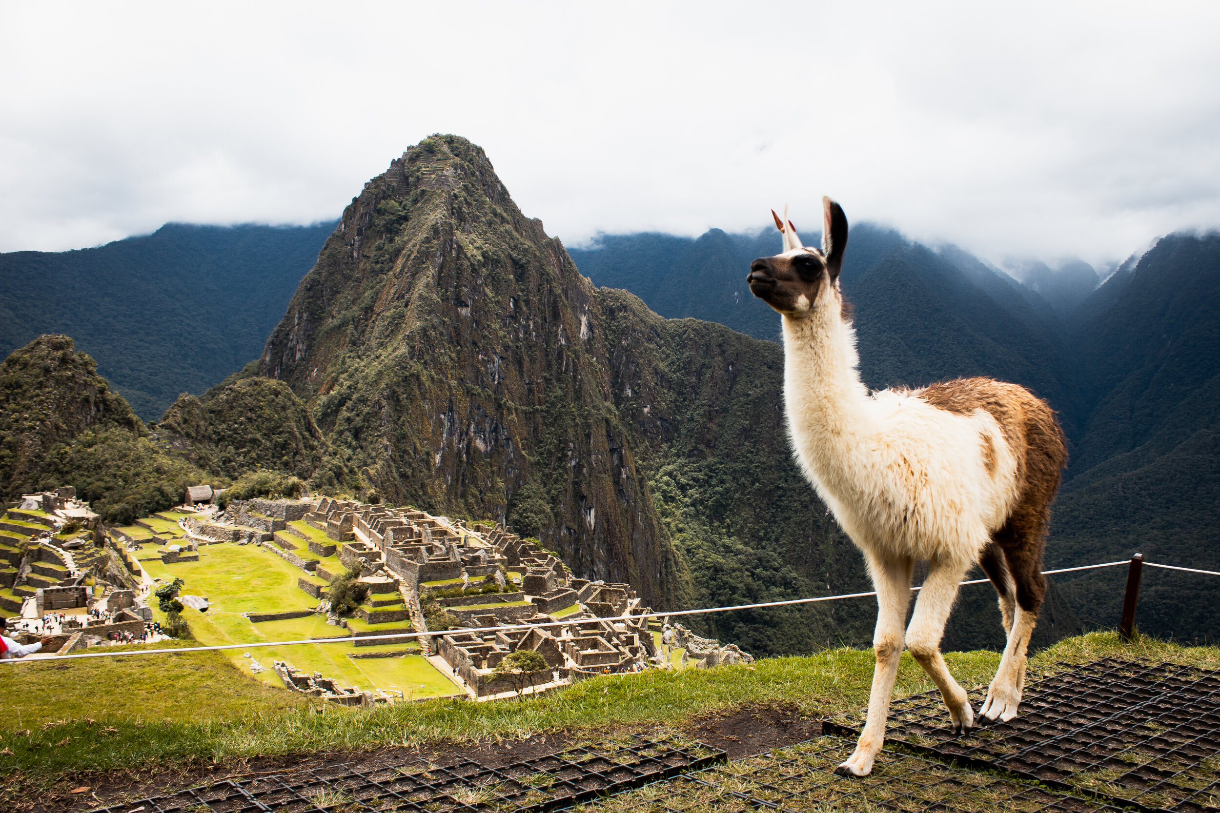 Llama at Machu Picchu ancient ruins