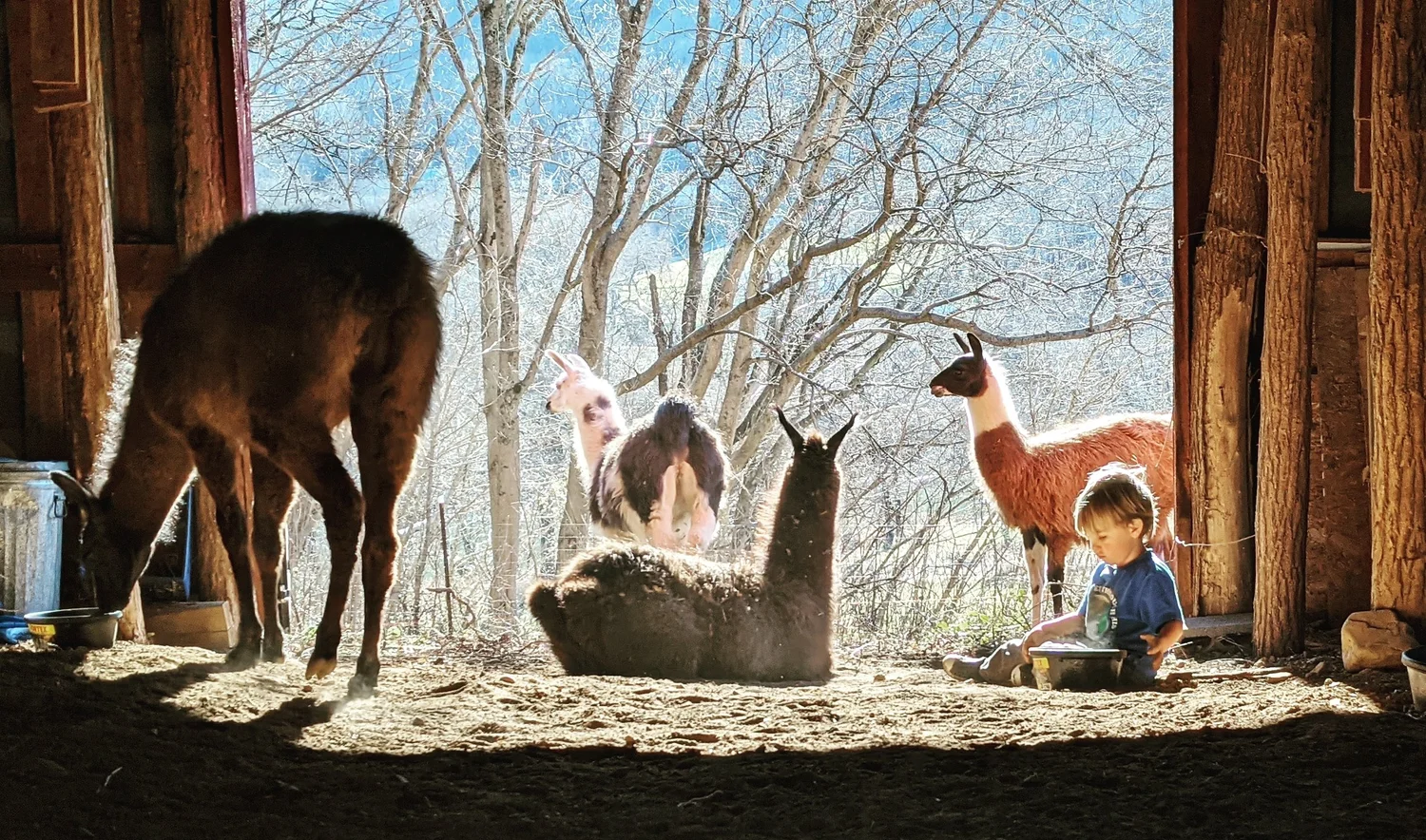 Llamas of Hot Springs donation