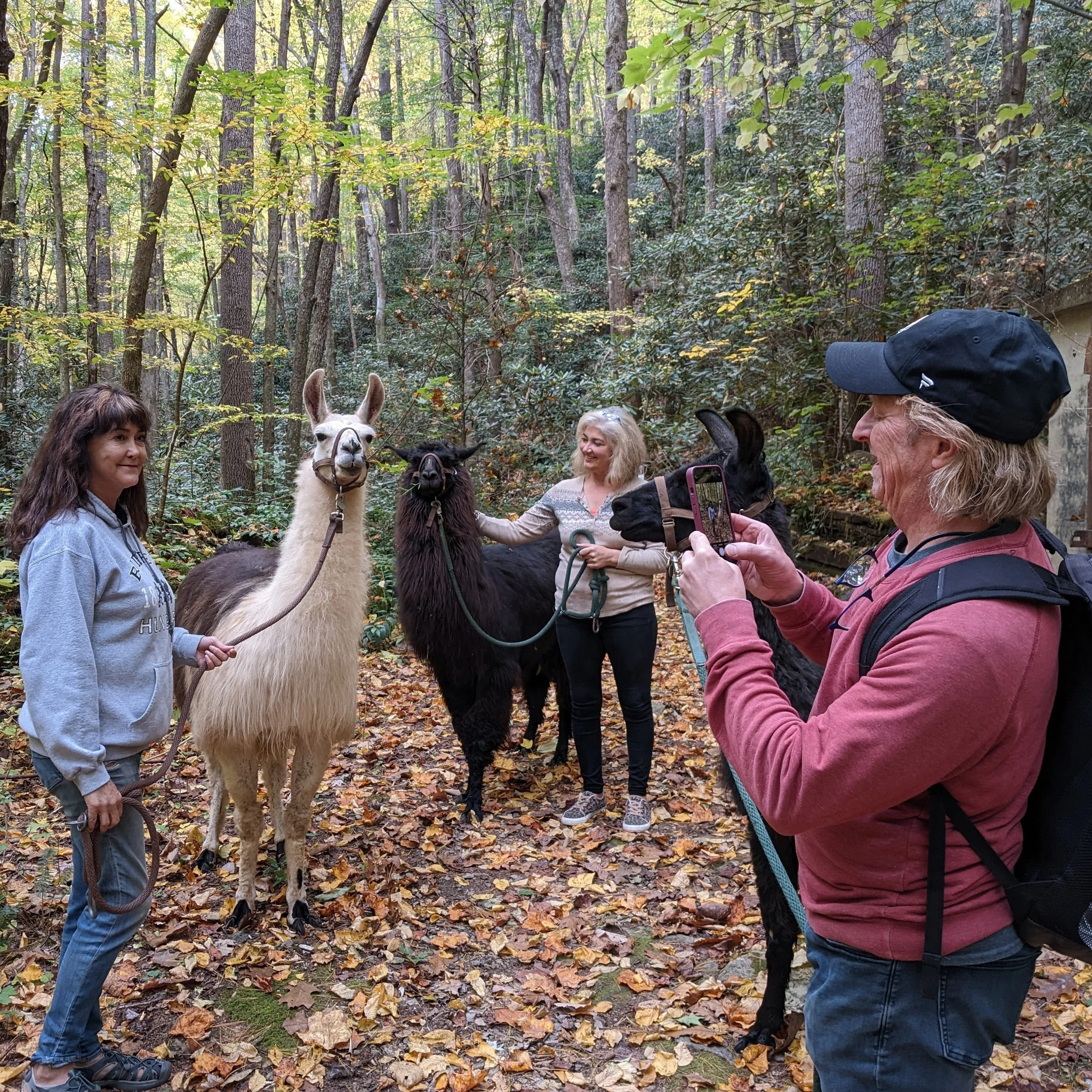 Llama trek group