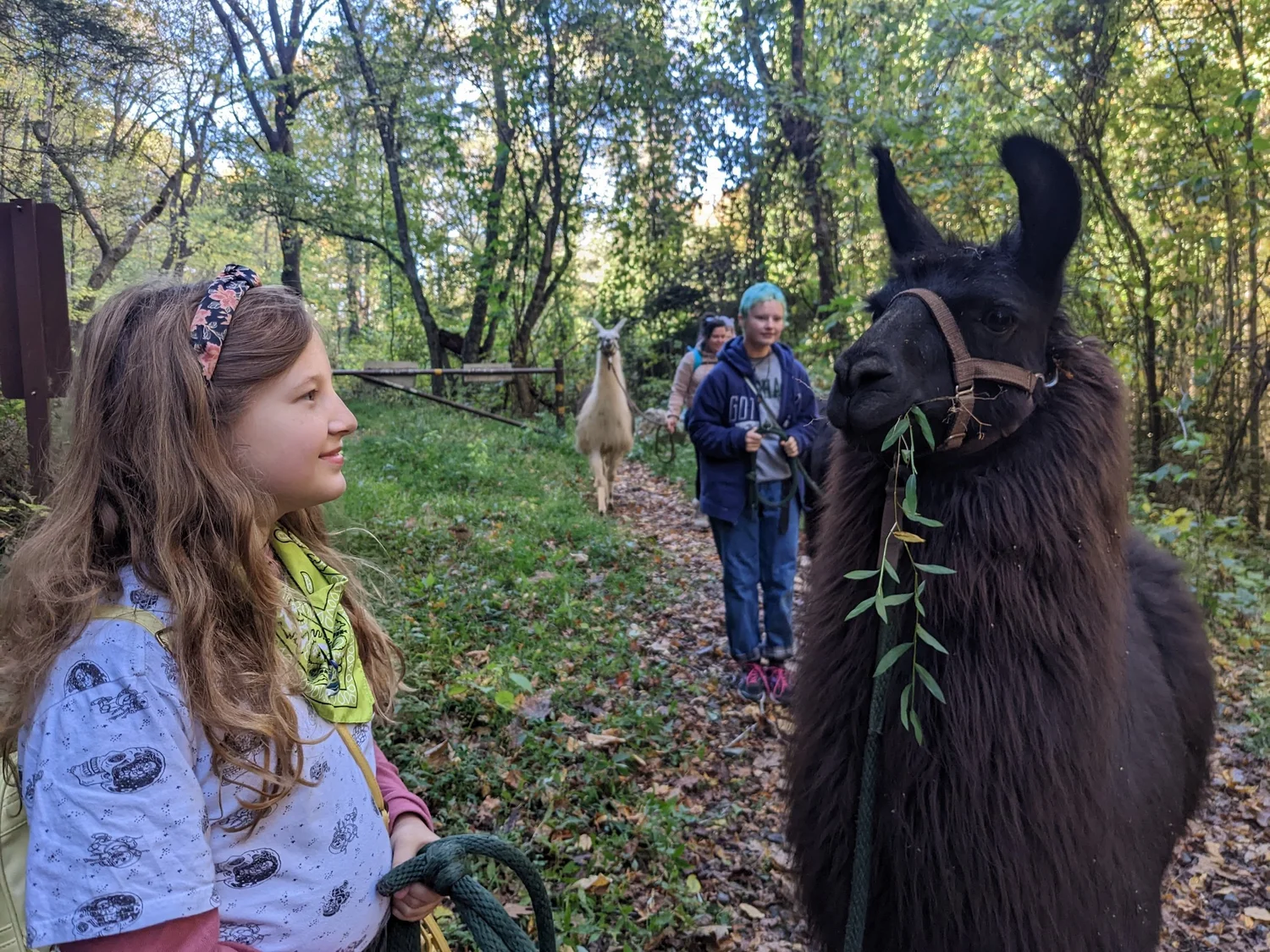 Trekking guest with llama