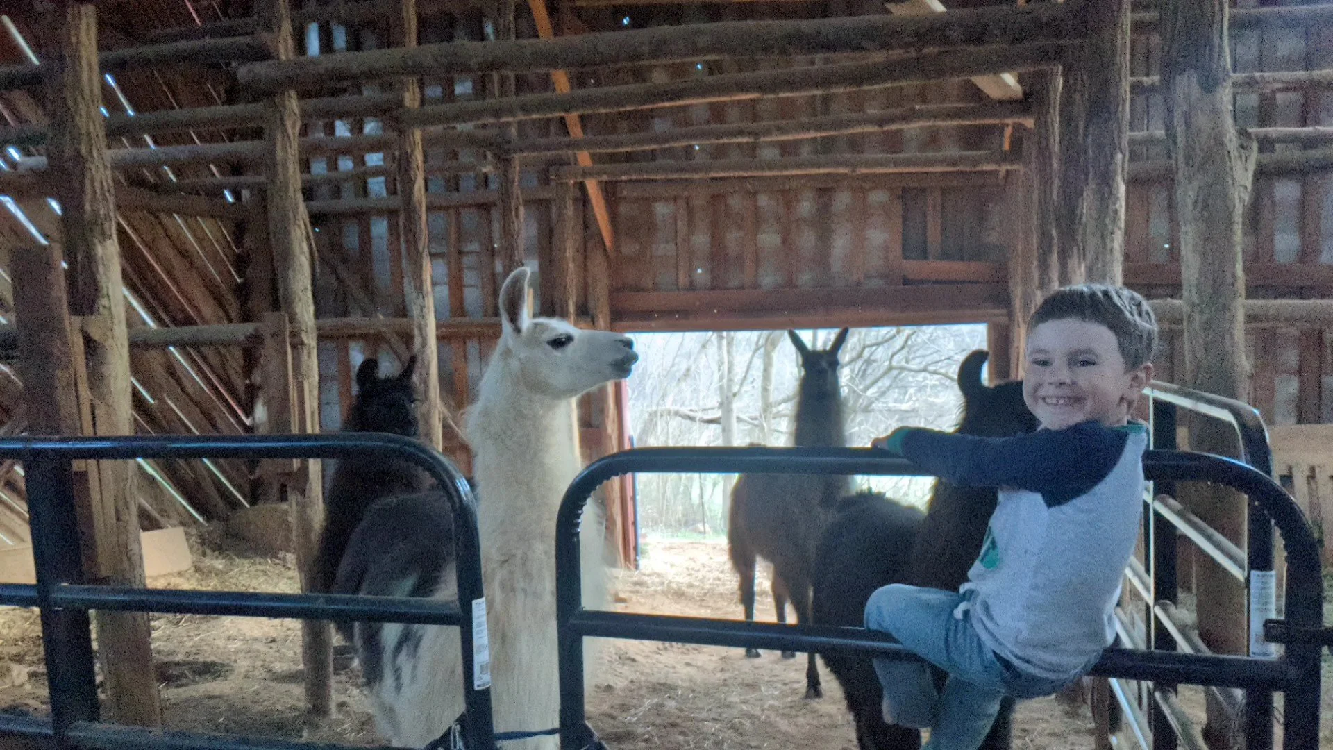 Farm visit with llamas