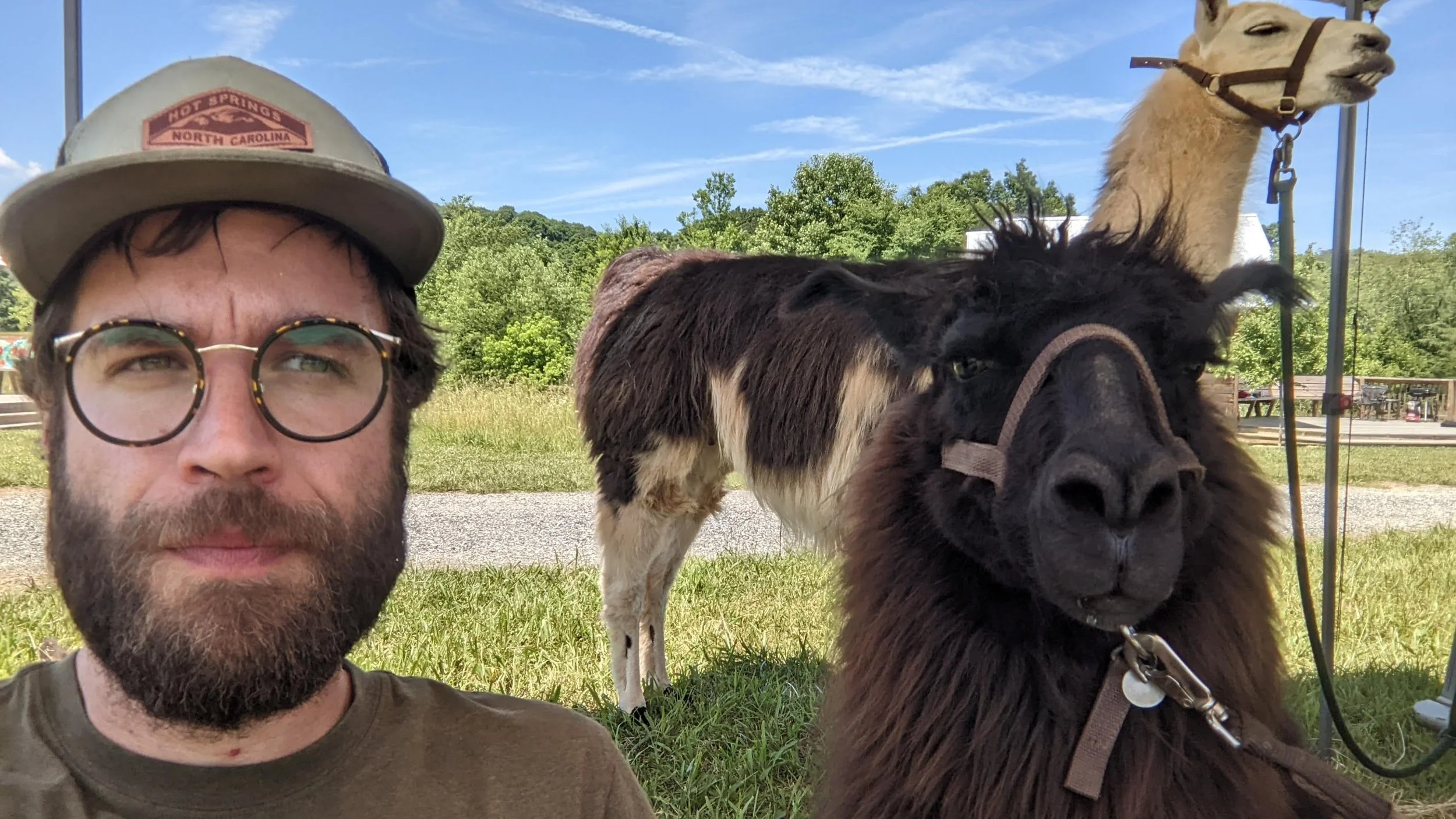 David Wynn with llama
