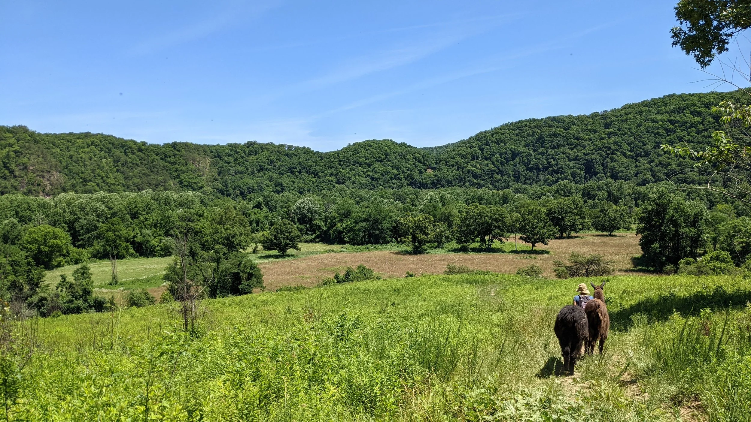 Guided llama trek in the Pisgah National Forest
