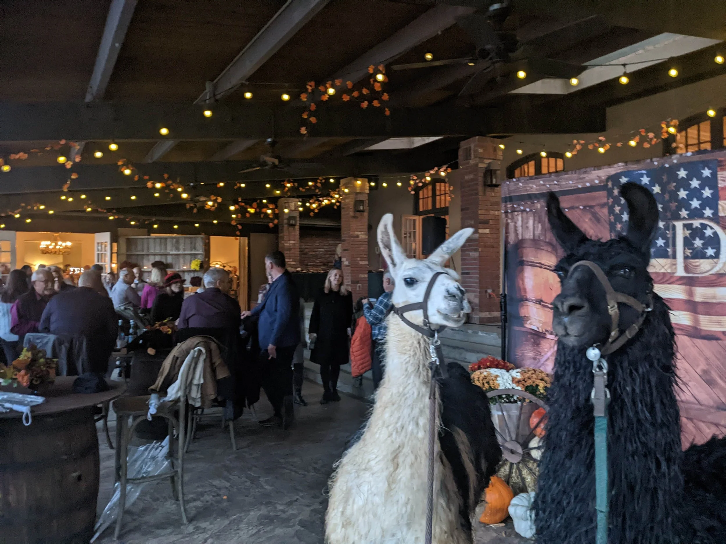 Llamas at a Hot Springs community event