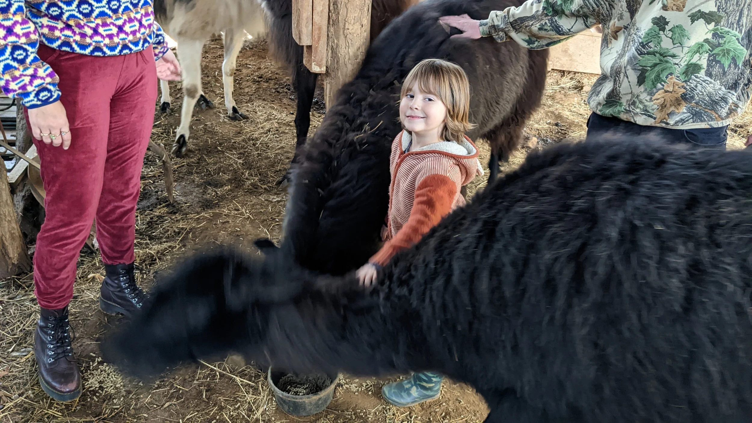 Educational llama visit