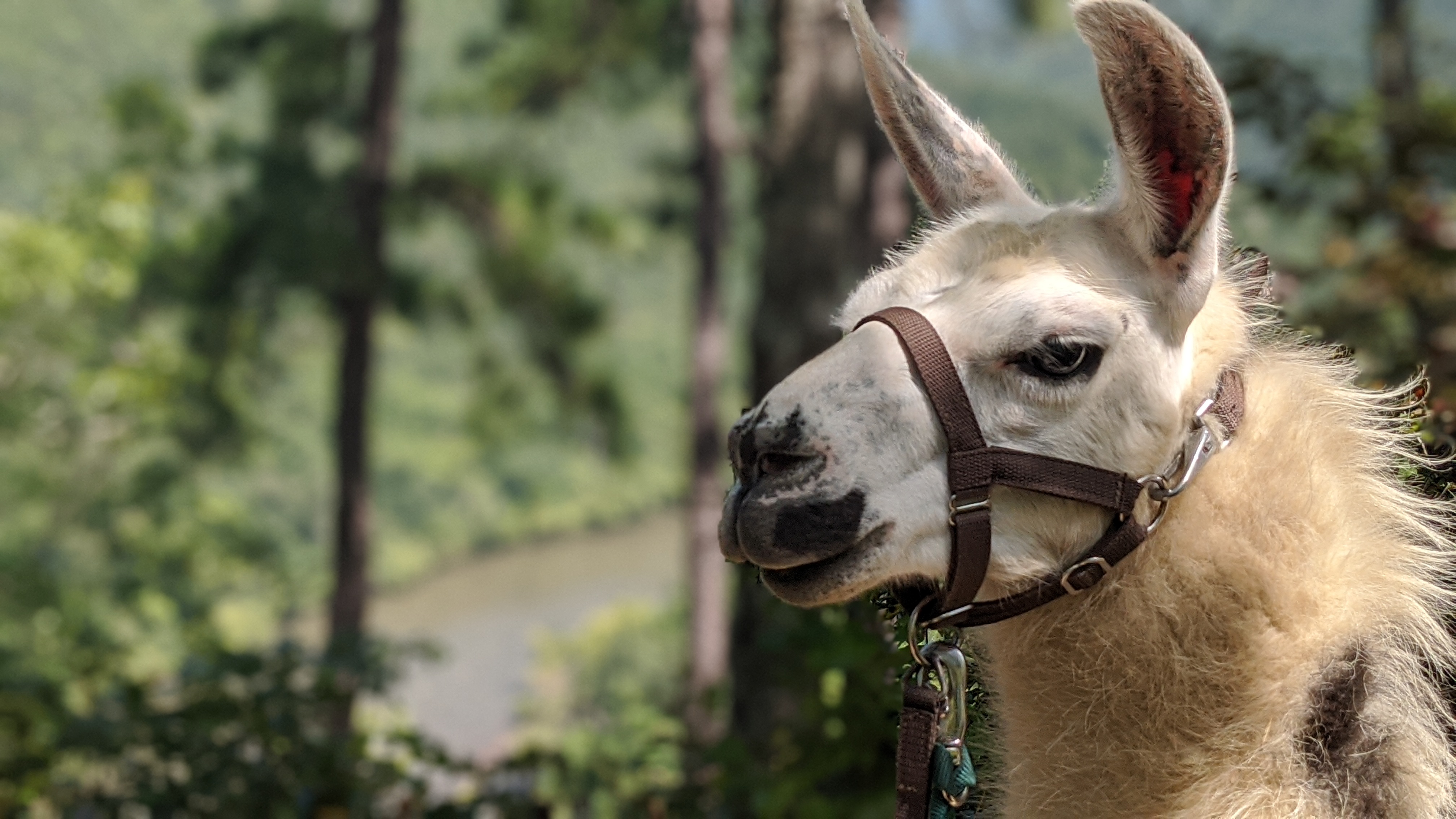White llama portrait