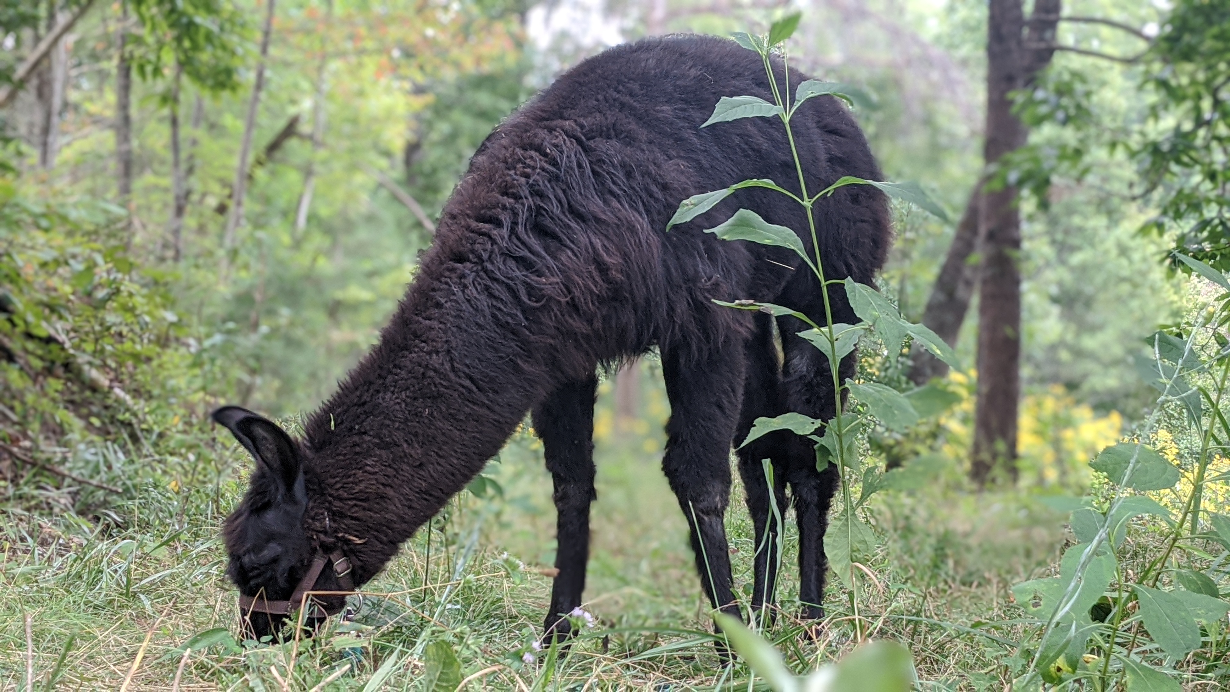 Two dark llamas in forest