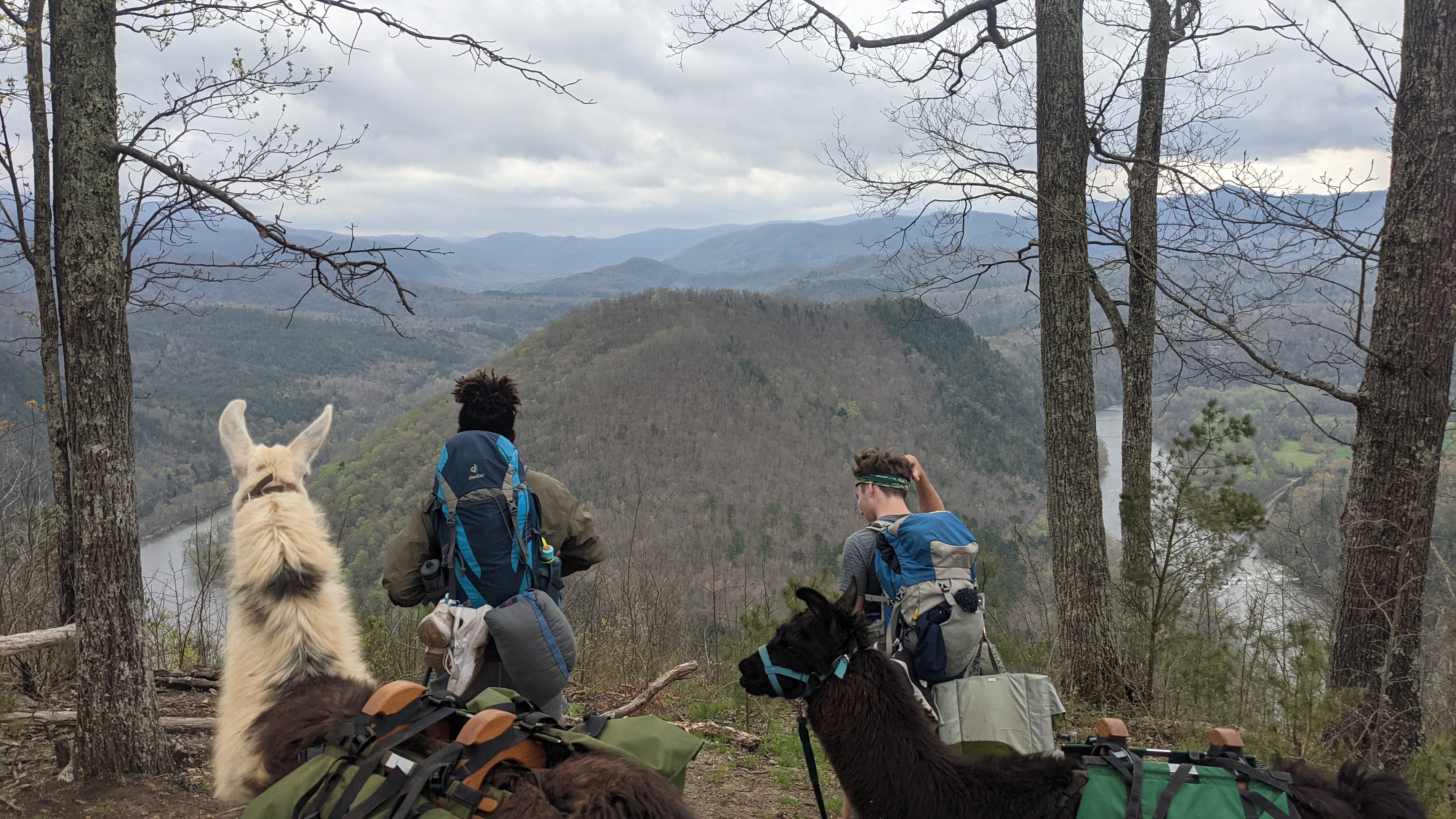 Hikers with llamas on Blue Ridge trail