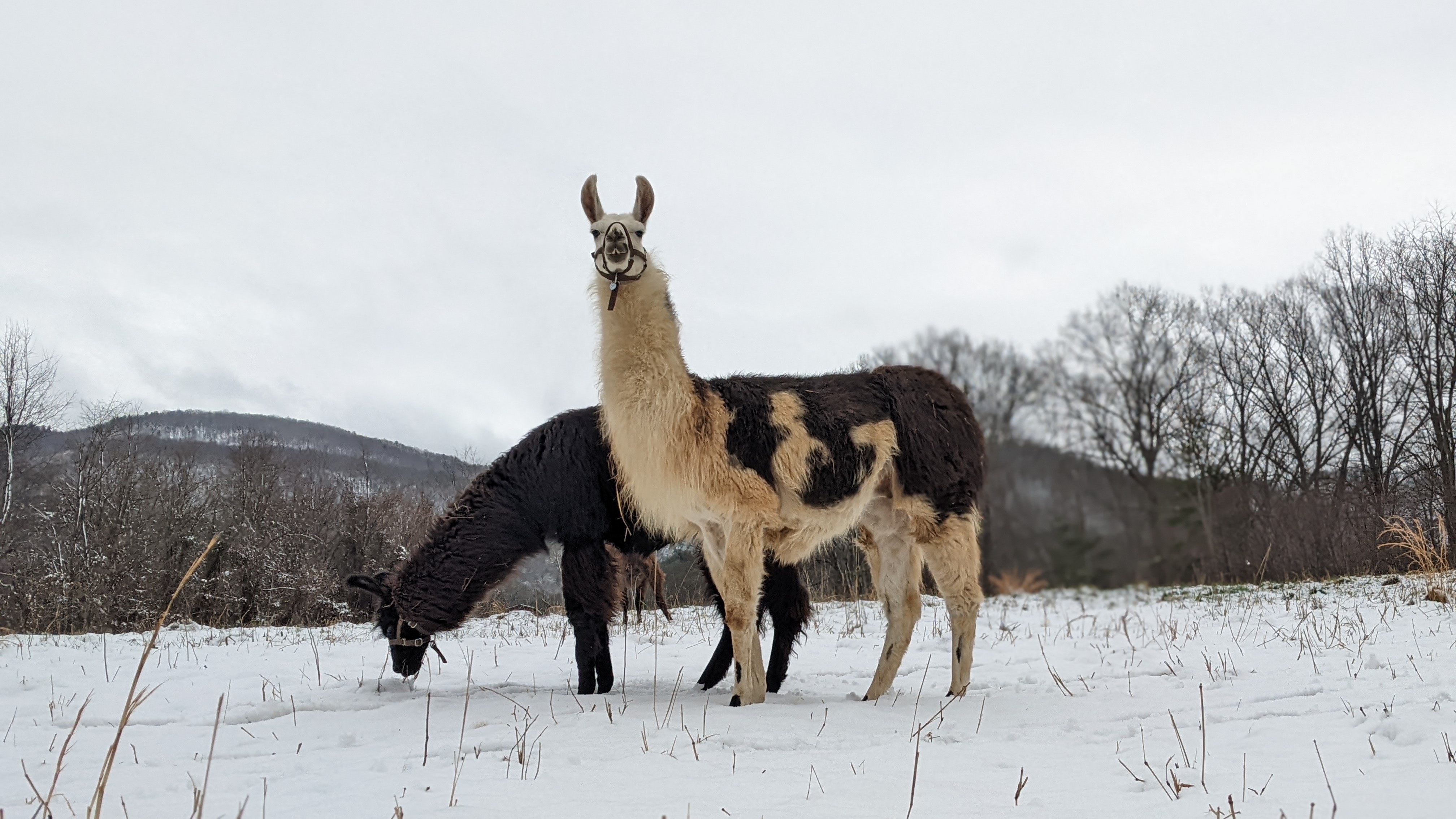 Two llamas on winter trail
