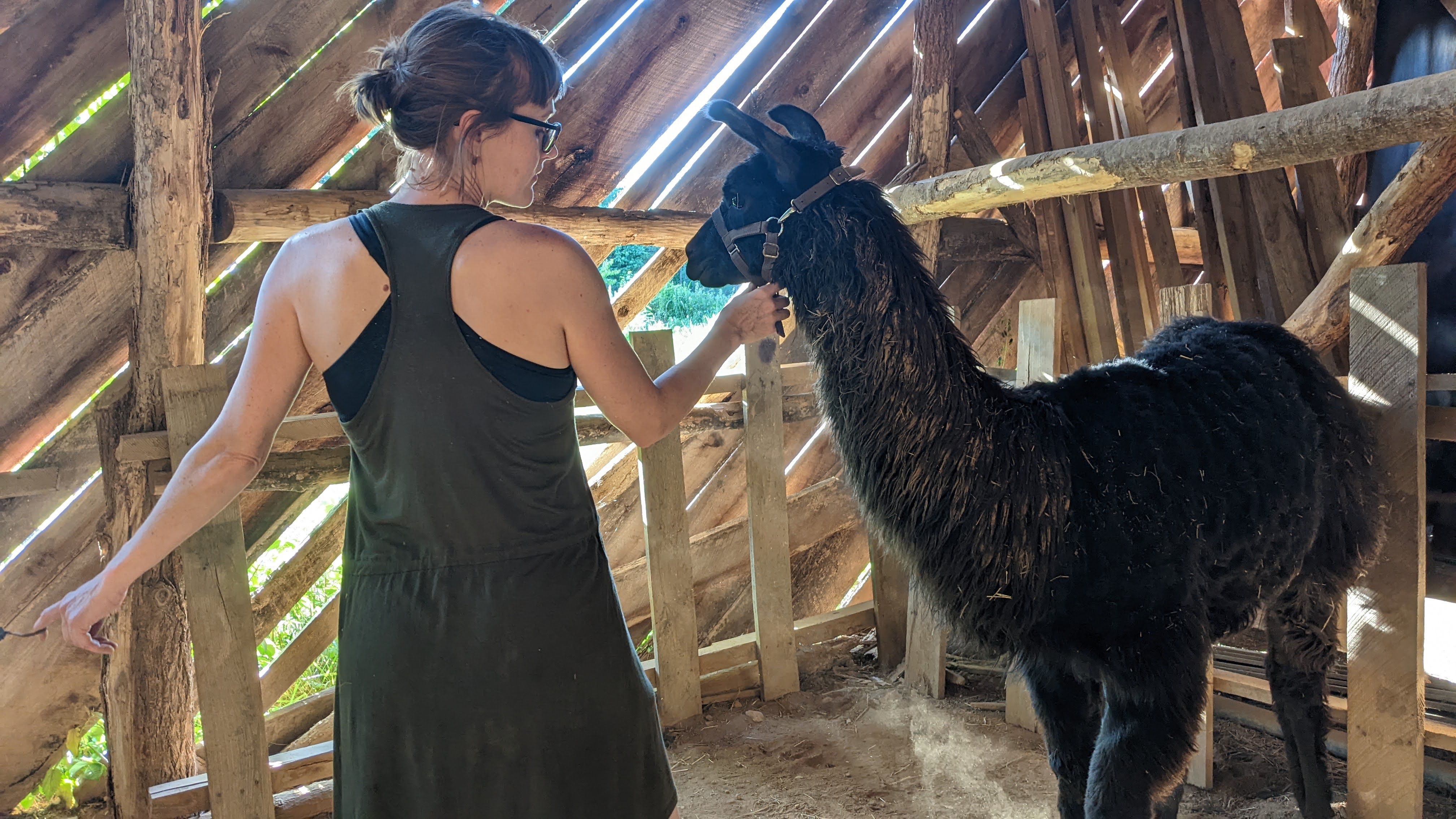 Guide with black llama at farm