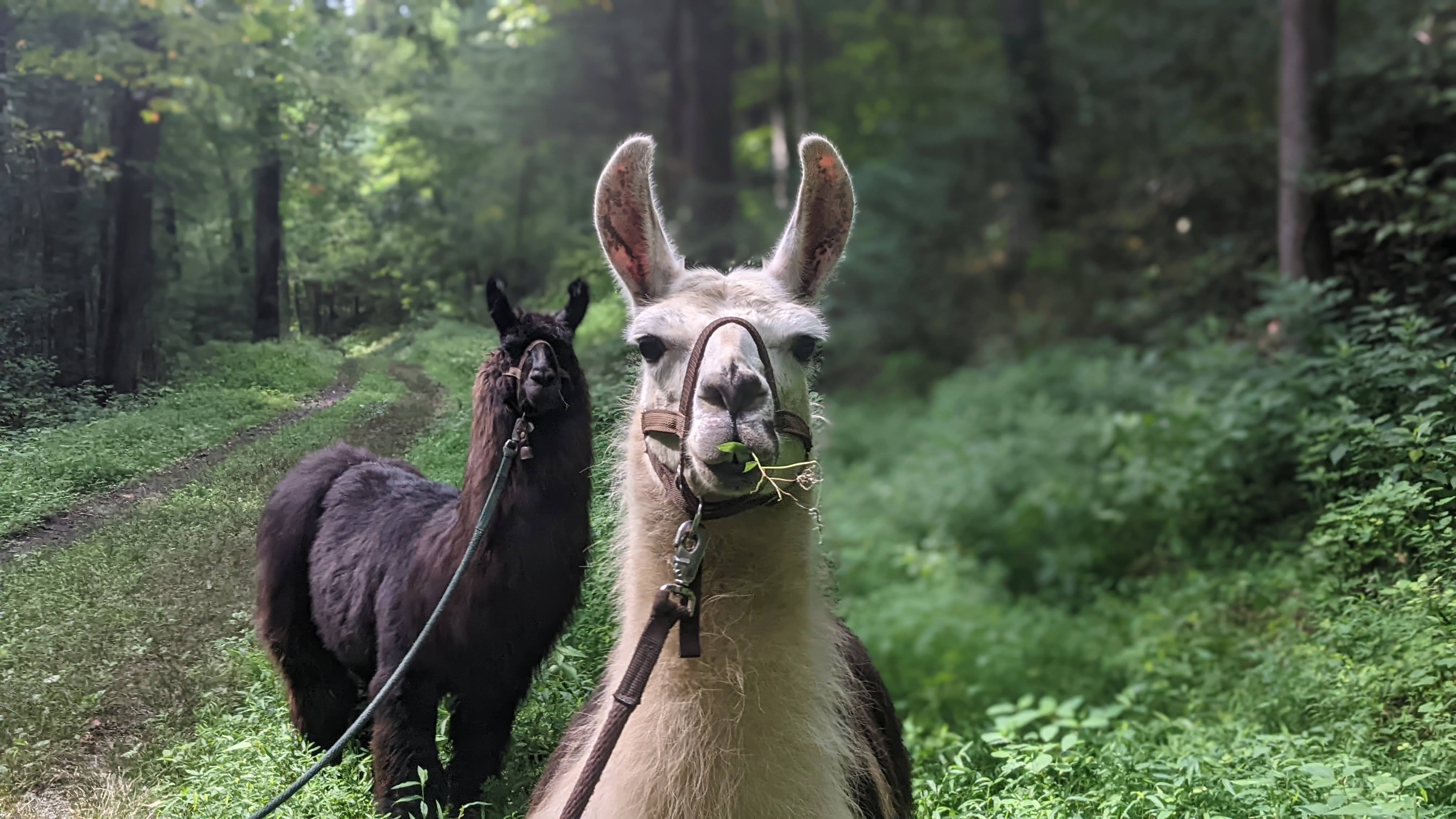 Dark llama on wooded path