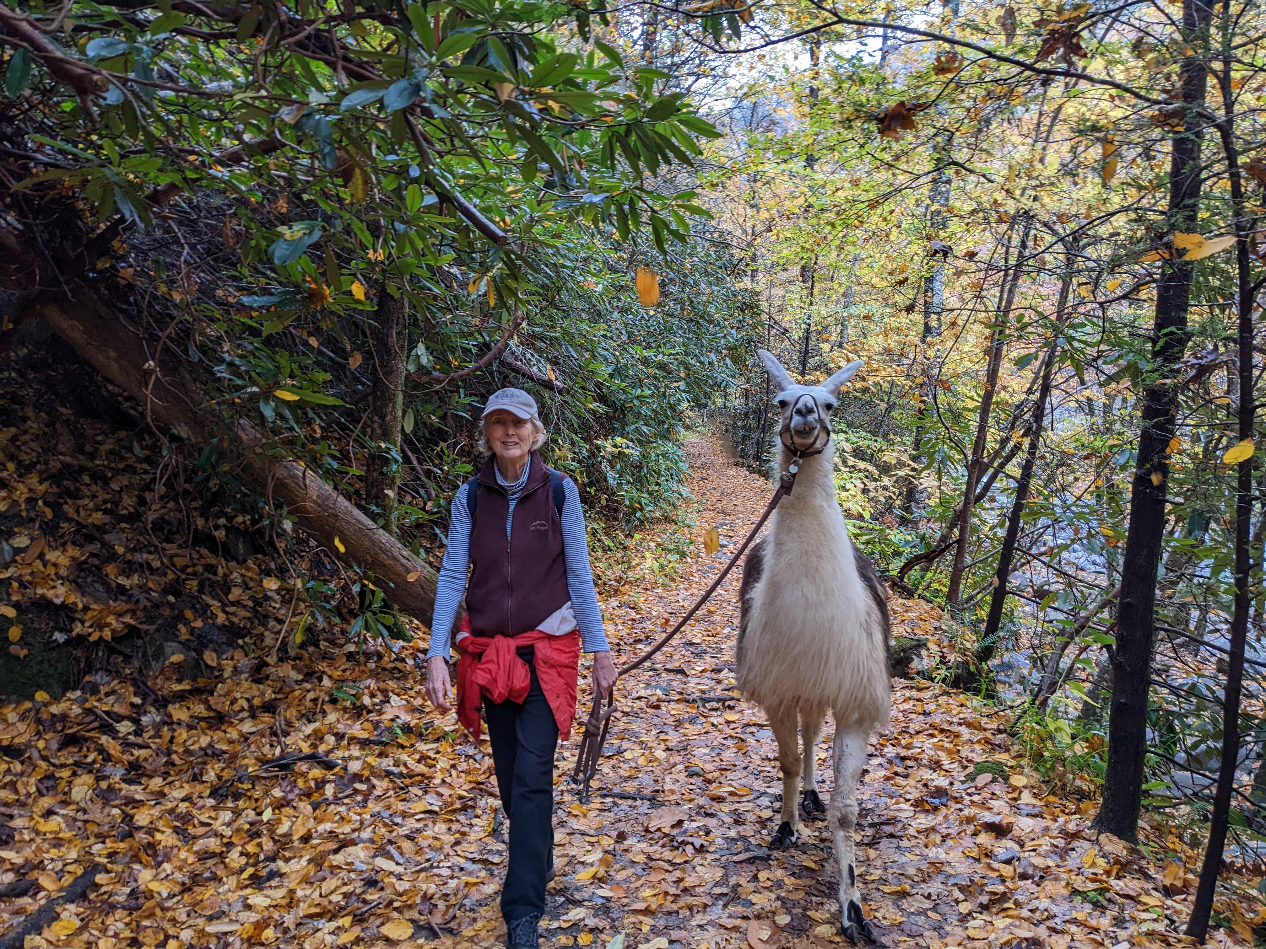 Leading llamas on autumn trail