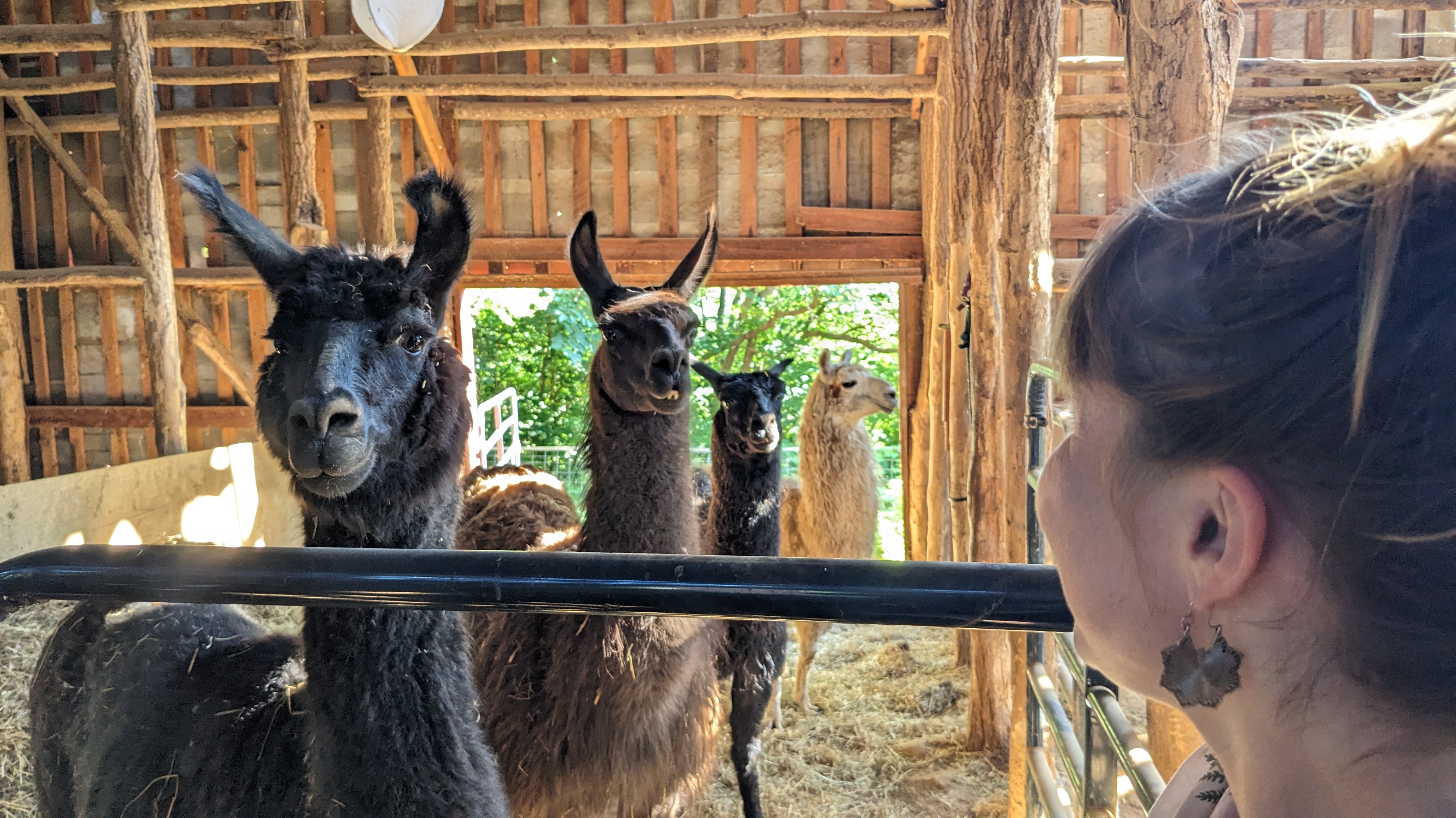Llamas at the farm