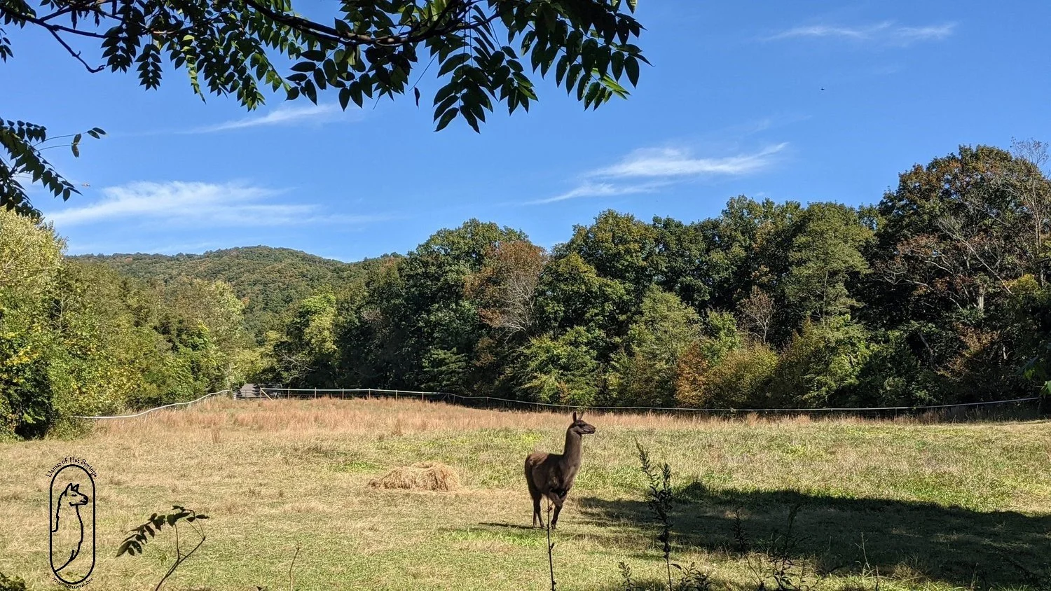 Hot Springs, NC llamas grazing in a green meadow