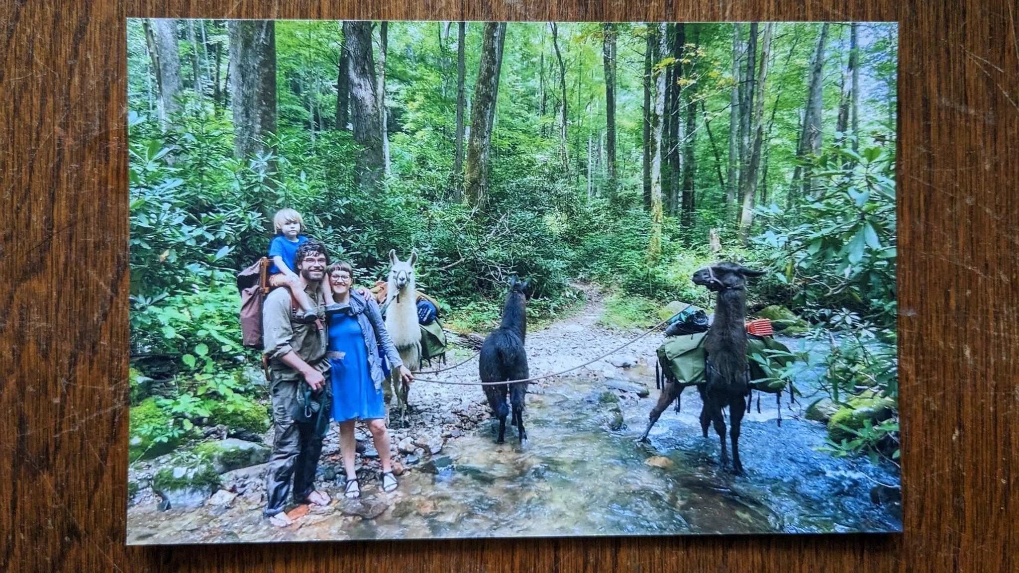Family hiking with llamas in mountain forest